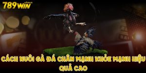 cách nuôi gà đá chân mạnh hiệu quả cao