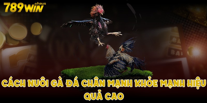 cách nuôi gà đá chân mạnh hiệu quả cao